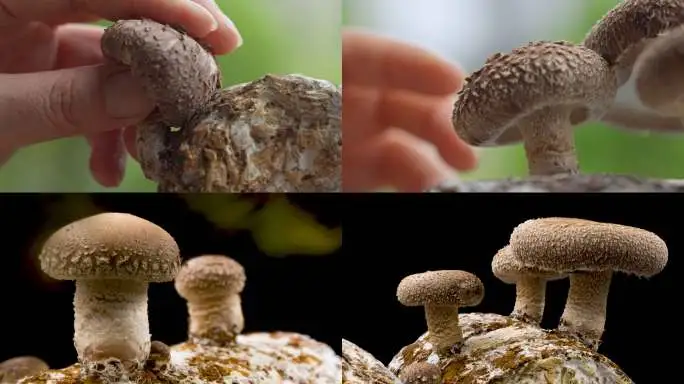 蘑菇影视免费观看官网｜老司机都在用的看片入口推